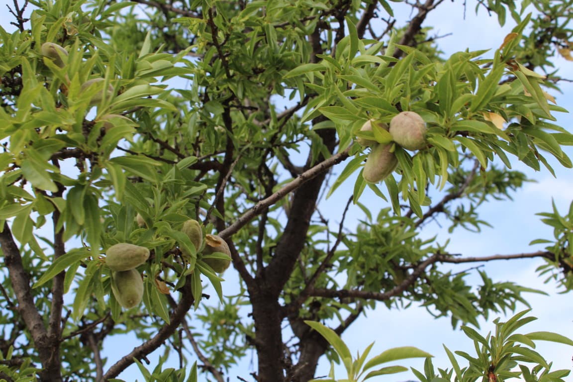 Condena por explotar una variedad vegetal protegida de almendro