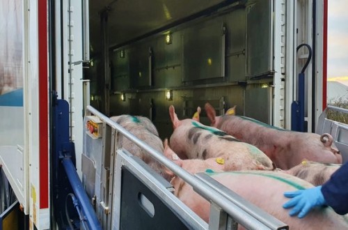 Hendrix Genetics y BHZP prorrogan su pacto en el sector porcino