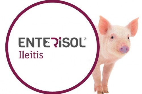 Enterisol Ileitis de Boehringer autorizada para reducir la Salmonella