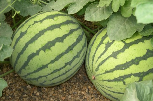 La Interprofesional del Melón y Sandía de Castilla-La Mancha pide prudencia para una siembra adecuada