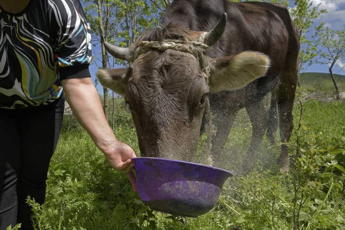 Aumento brusco del Índice FAO de precios de los alimentos básicos en enero