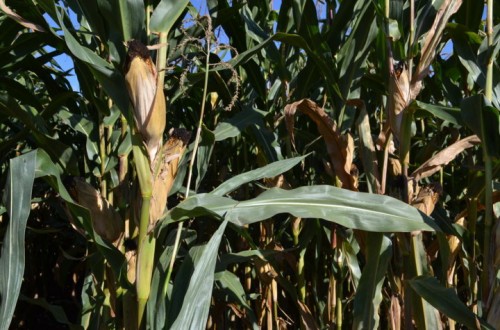 Consideraciones sobre el abonado nitrogenado del maíz en el valle del Guadalquivir