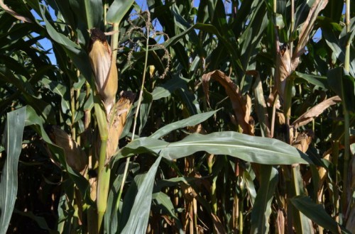 Consideraciones sobre el abonado nitrogenado del maíz en el valle del Guadalquivir