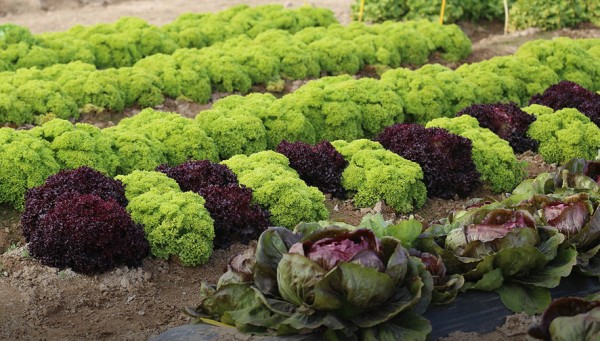 bejo Arrancan las jornadas de puertas abiertas de Bejo en Murcia