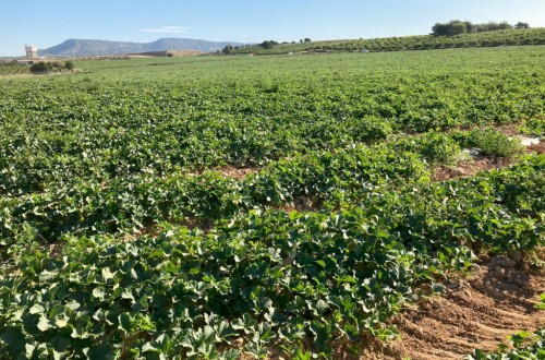 Unión de Uniones pide revisar la legislación sobre variedades vegetales protegidas