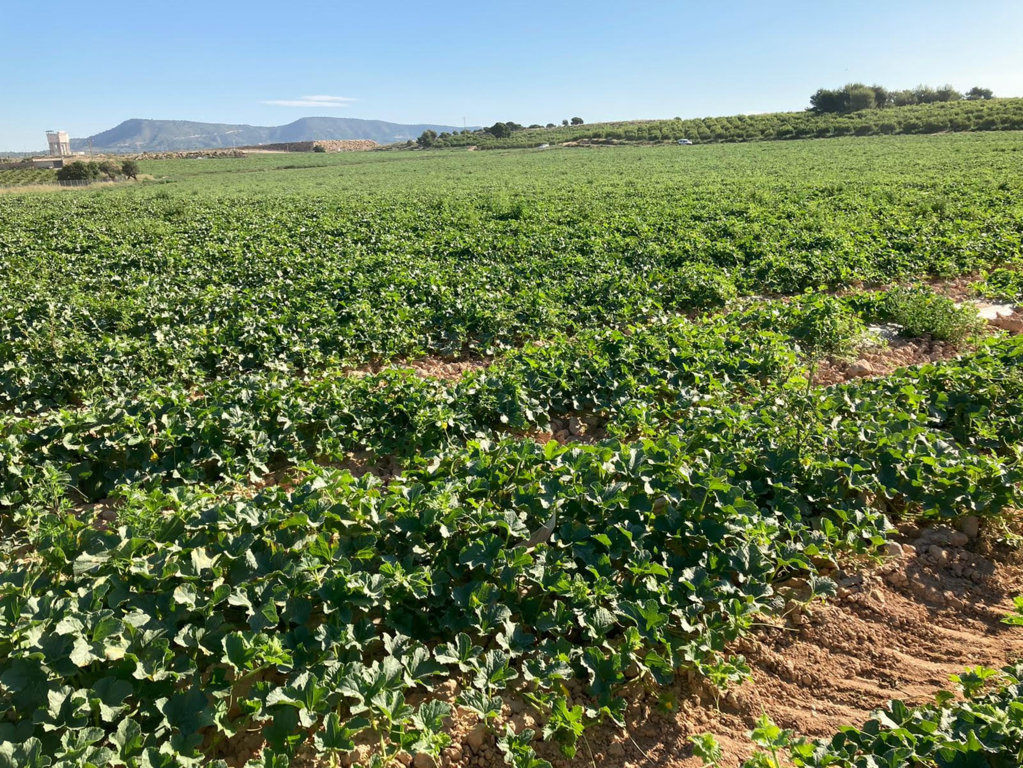 Unión de Uniones pide revisar la legislación sobre variedades vegetales protegidas