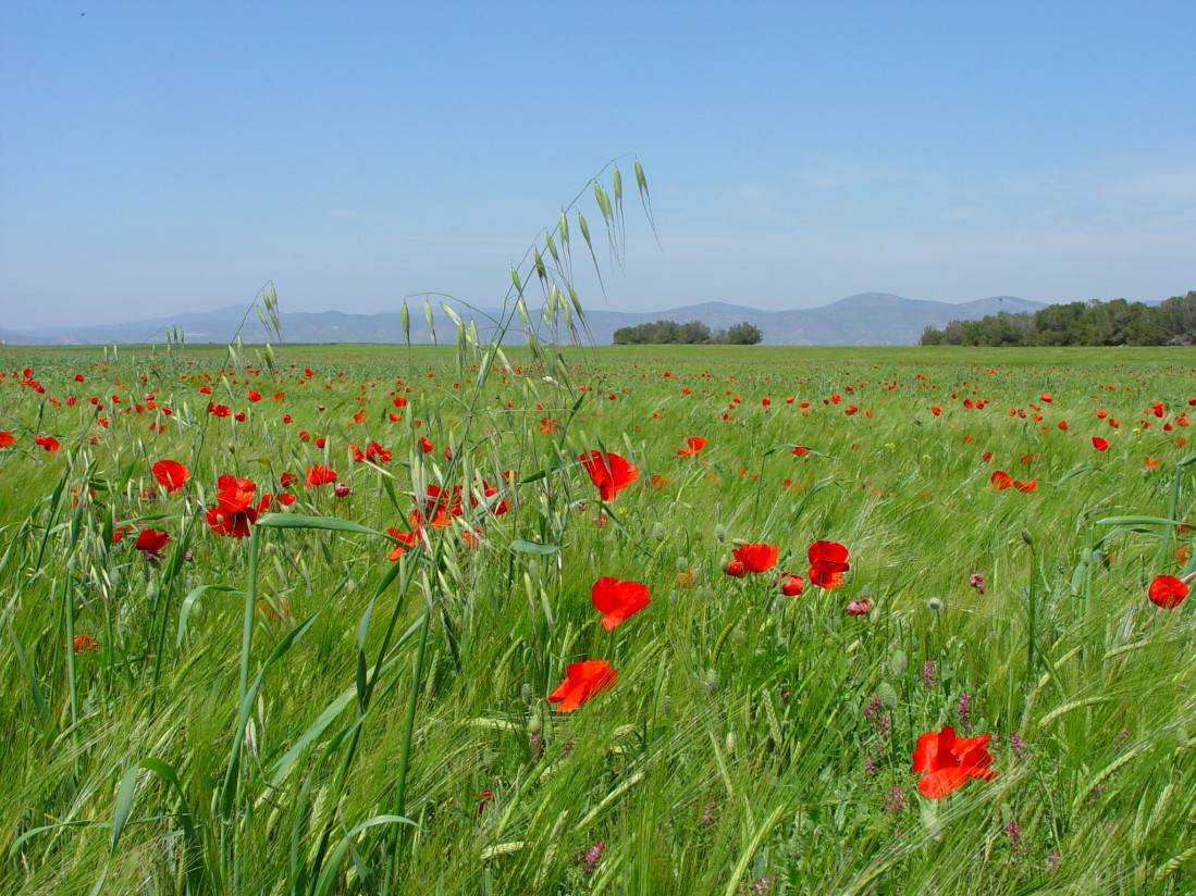 La Universidad de Lleida celebra su primer curso on line de identificación y manejo de malas hierbas en cereales de invierno