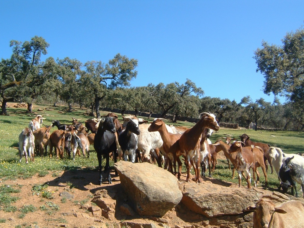 El pasado año 2020 fue bastante irregular, tirando a malo, para la producción de leche de oveja y de cabra