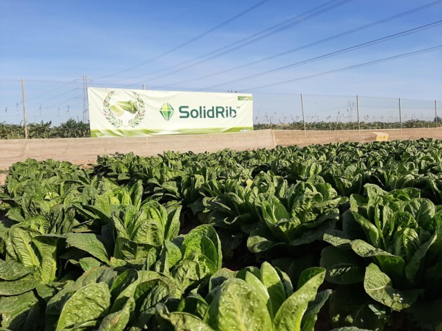 Últimas novedades de Syngenta en los principales cultivos de hoja