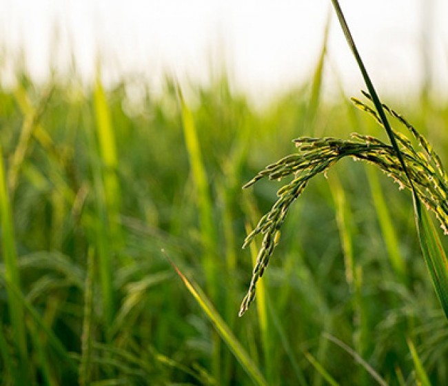 El FEGA publica los importes unitarios definitivos de ayudas asociadas PAC 2020 a los cultivos agrícolas