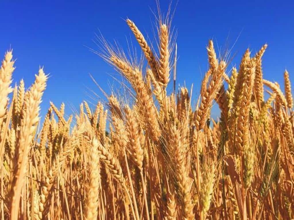 La producción mundial de trigo se  encamina hacia un nuevo récord en 2021