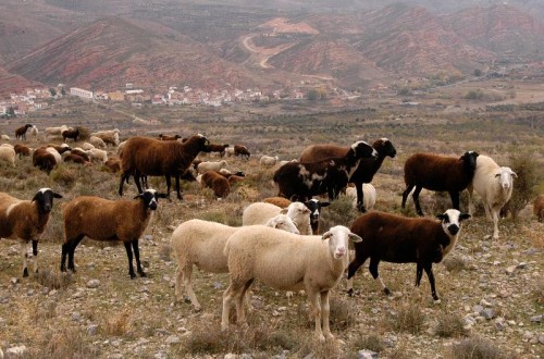 La CE declara a Andalucía oficialmente libre de brucelosis bovina y ovino-caprina