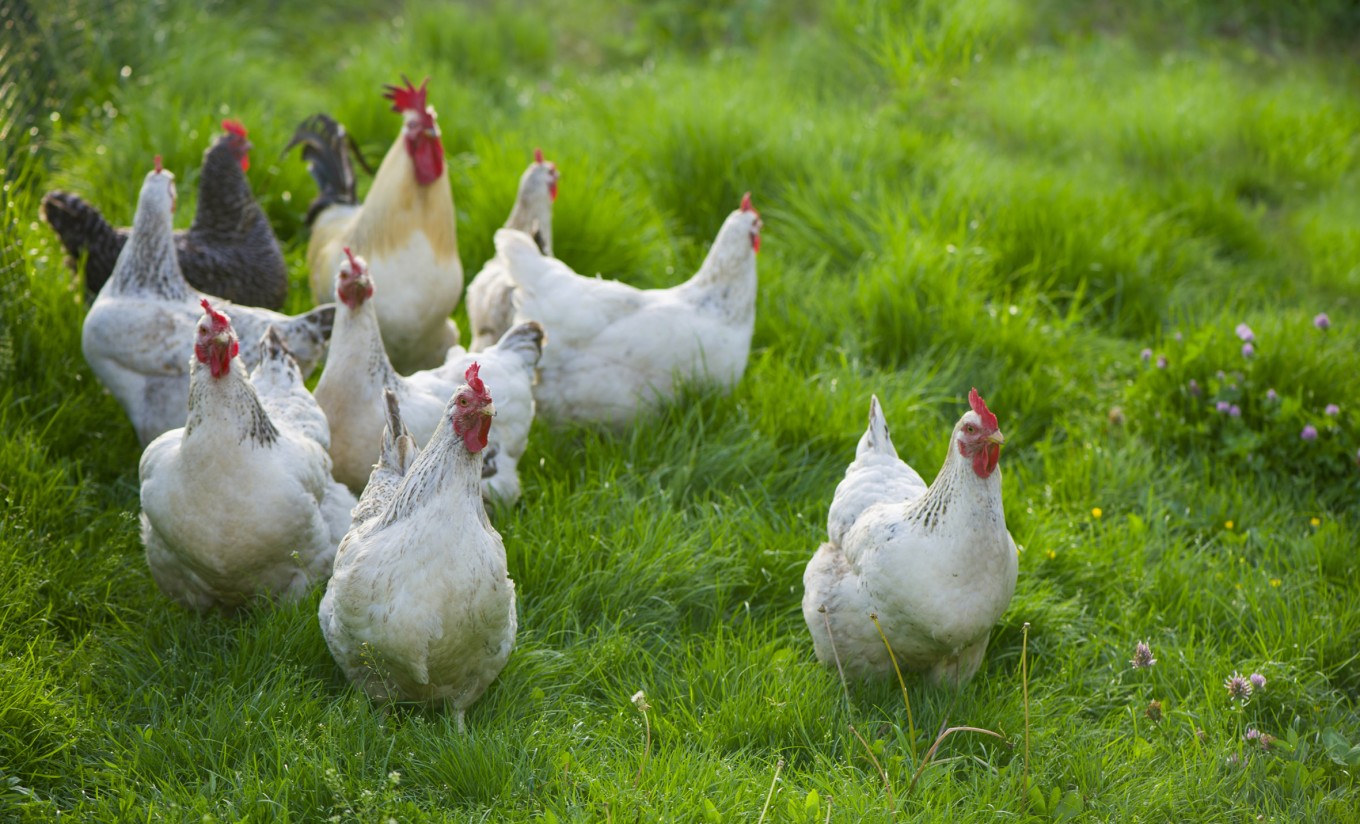 De Heus lanza una nueva gama de piensos para gallinas ponedoras