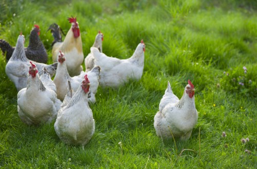 De Heus lanza una nueva gama de piensos para gallinas ponedoras