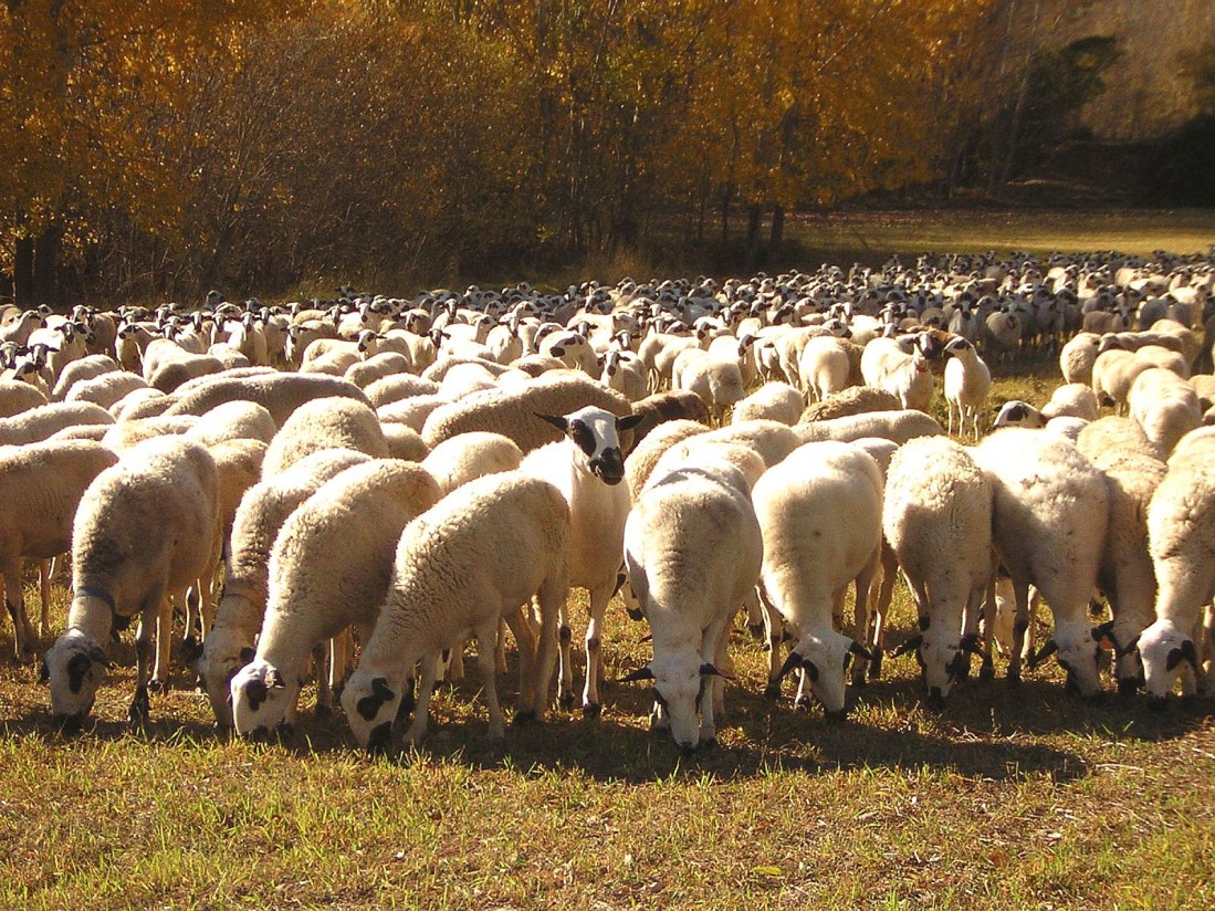 España declarada oficialmente indemne de brucelosis ovina y caprina por la UE