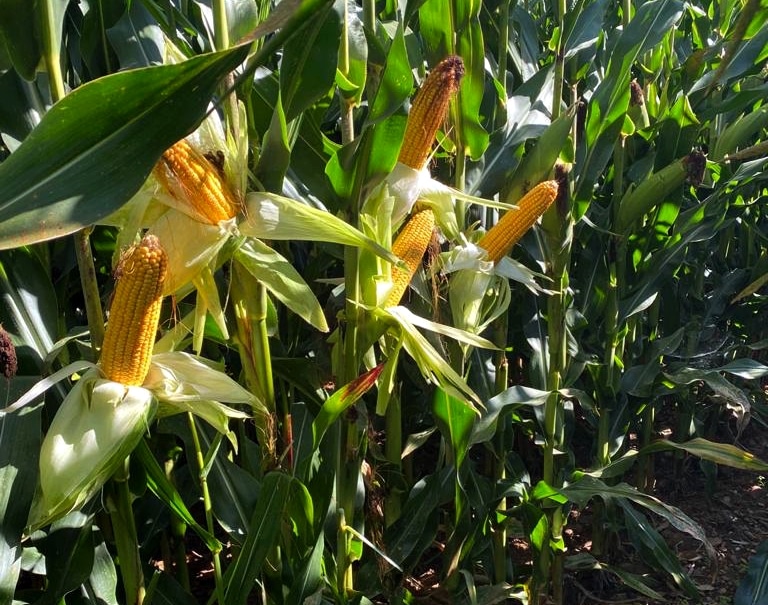 Nergetic Dynamic, de Fertiberia Tech, proporciona al maíz el NPK que necesita durante todo el cultivo