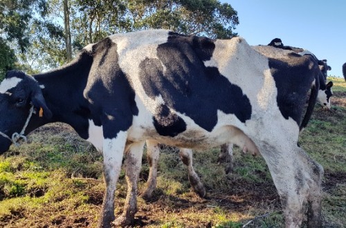 Control de la paratuberculosis bovina: identificación y validación de biomarcadores de detección precoz de la enfermedad