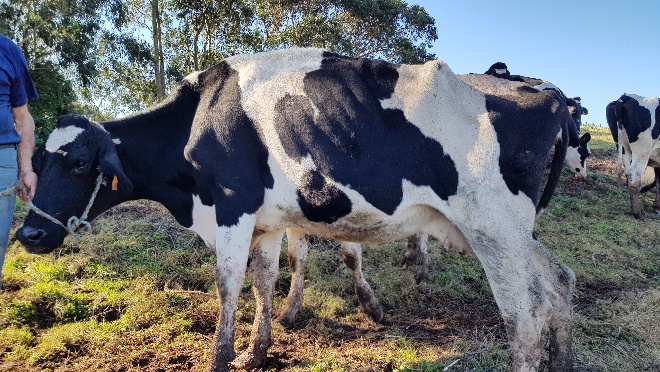 Control de la paratuberculosis bovina: identificación y validación de biomarcadores de detección precoz de la enfermedad