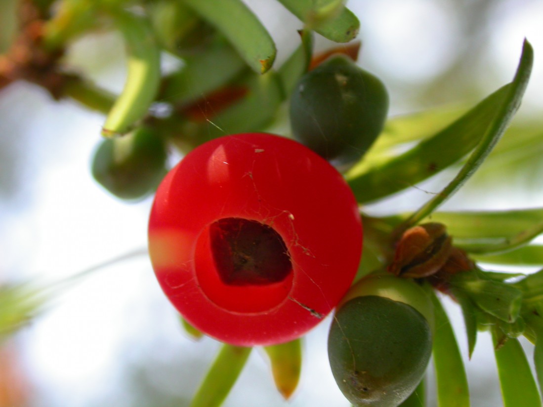 Plantas tóxicas que afectan a pequeños rumiantes