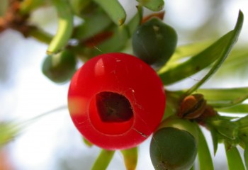 Plantas tóxicas que afectan a pequeños rumiantes