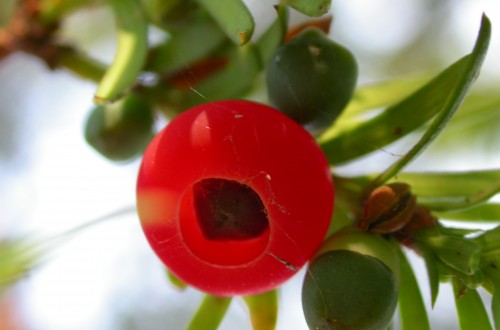 Plantas tóxicas que afectan a pequeños rumiantes