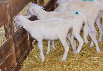 La fitoterapia: una potencial herramienta alternativa frente a la coccidiosis ovina