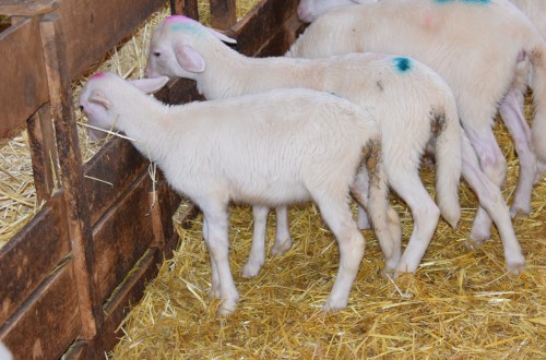 La fitoterapia: una potencial herramienta alternativa frente a la coccidiosis ovina