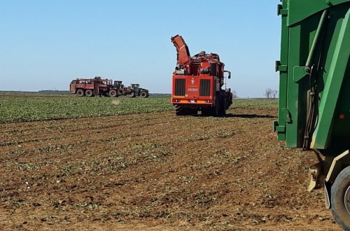 Azucarera anuncia mejoras en la contratación de remolacha para la campaña 2021/22