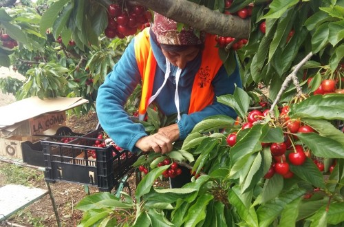 Aragón: casi un 15% de los empleadores frutícolas se arriesgan a sanción en la próxima campaña