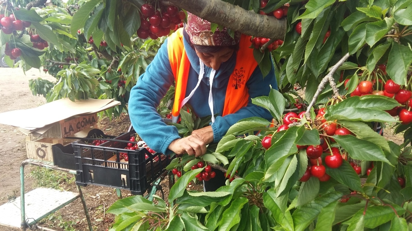 Aragón: casi un 15% de los empleadores frutícolas se arriesgan a sanción en la próxima campaña