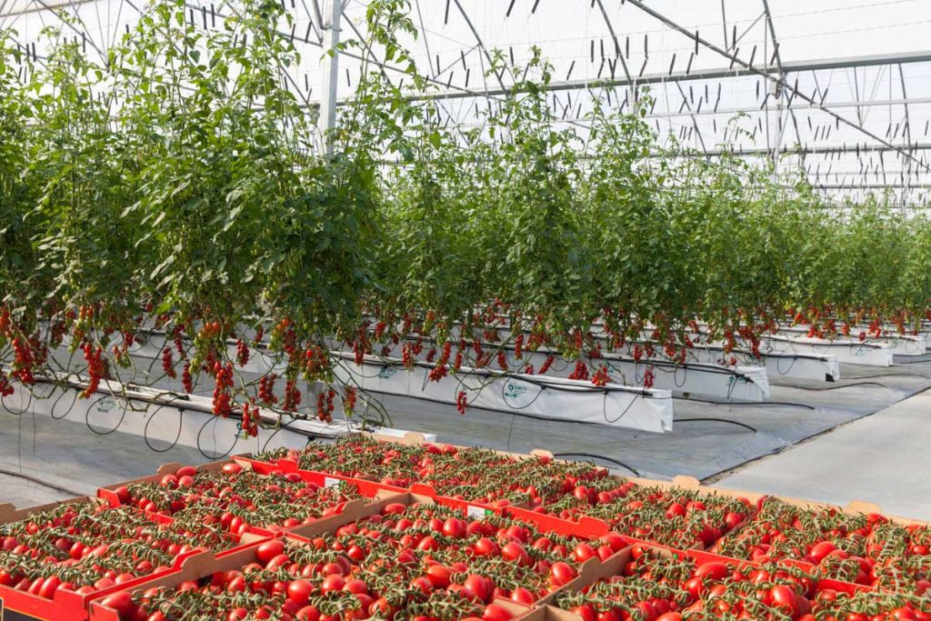 Aguilera reclama a la CE medidas para frenar la entrada masiva de tomate marroquí