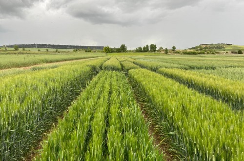 Nuevas variedades comerciales de trigo duro, triticale y avena