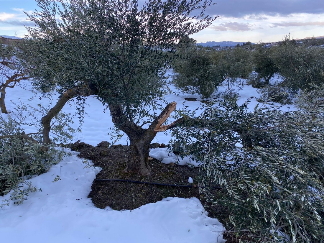 Las indemnizaciones por siniestros en el agro asegurado se elevan a 88,4 M€ en los dos primeros meses de 2021