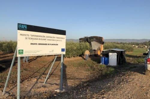 Desarrollo vegetativo y producción de diferentes diseños de plantación en olivar (II)