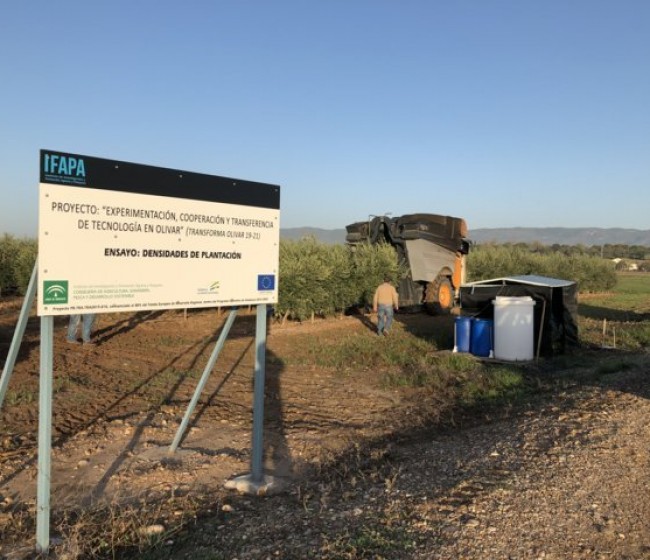 Desarrollo vegetativo y producción de diferentes diseños de plantación en olivar