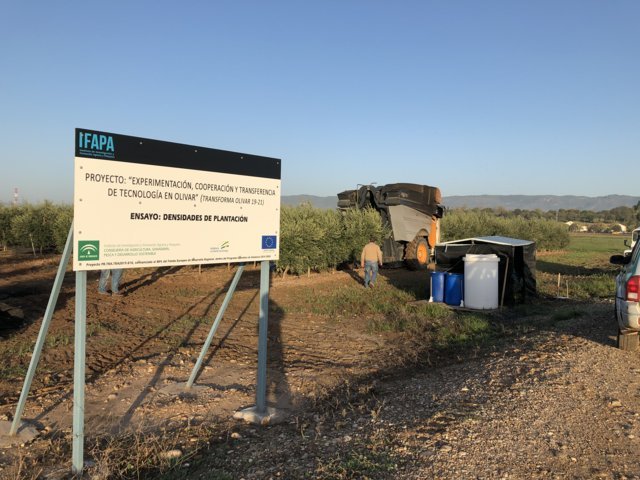 Desarrollo vegetativo y producción de diferentes diseños de plantación en olivar (II)