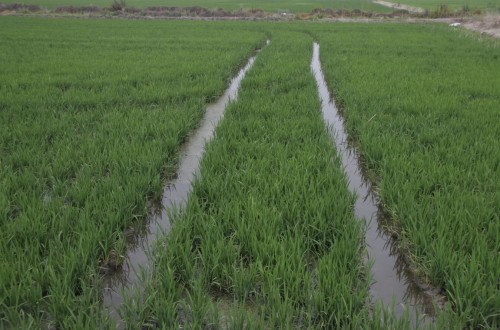 El sector arrocero valenciano convoca una tractorada para reclamar su viabilidad