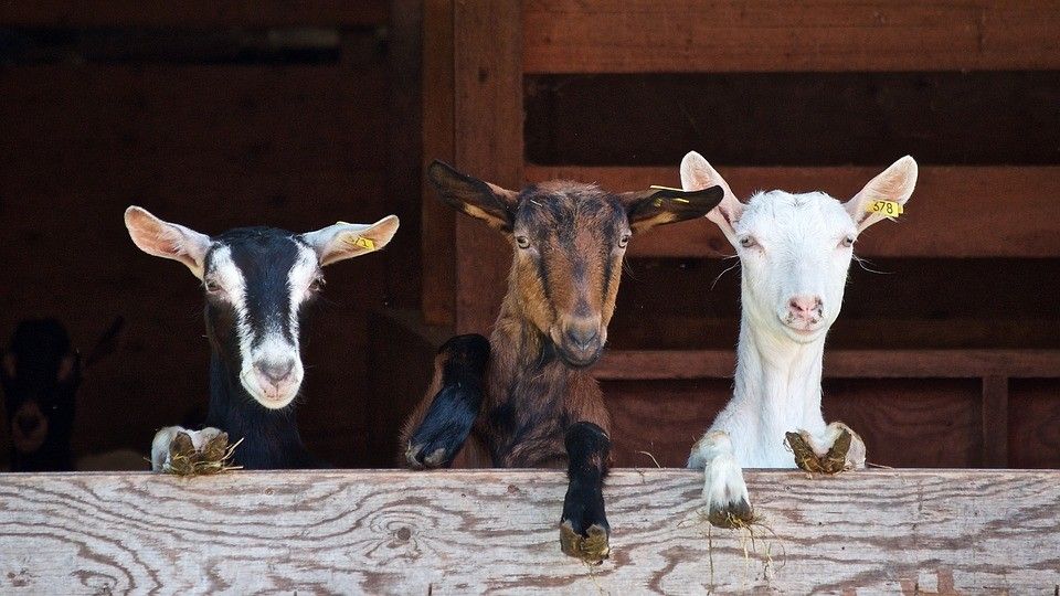 INLAC crea un grupo de trabajo para explorar salidas que aseguren la viabilidad al sector de la leche de cabra