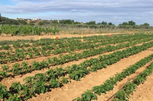 Optimización de la fertilización nitrogenada en pimiento de industria en Extremadura