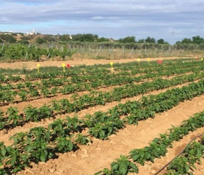 Optimización de la fertilización nitrogenada en pimiento de industria en Extremadura