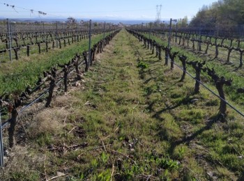 Presencia y evolución de potenciales vectores de Xylella fastidiosa en viñedos de La Rioja