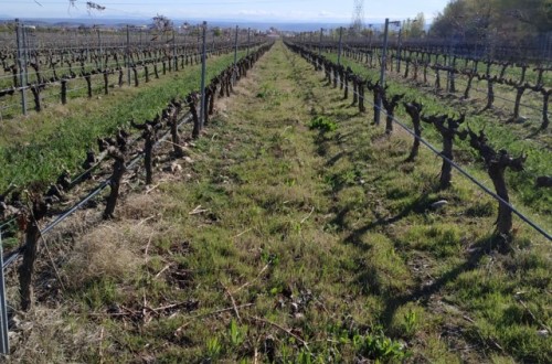 Presencia y evolución de potenciales vectores de Xylella fastidiosa en viñedos de La Rioja