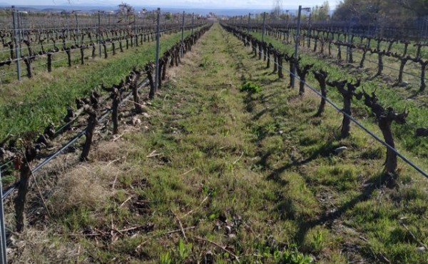 Presencia y evolución de potenciales vectores de Xylella fastidiosa en viñedos de La Rioja