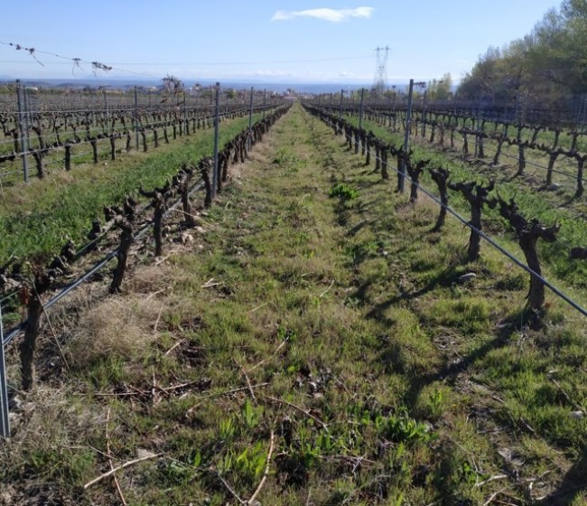 Presencia y evolución de potenciales vectores de Xylella fastidiosa en viñedos de La Rioja