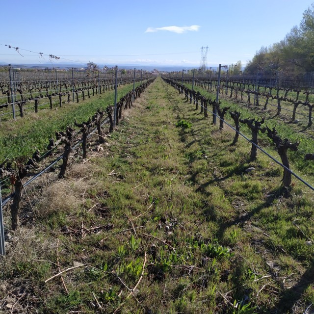 Presencia y evolución de potenciales vectores de Xylella fastidiosa en viñedos de La Rioja