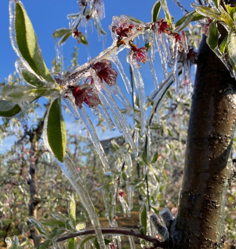 Las heladas primaverales causan importantes daños en los cultivos frutícolas de la Península