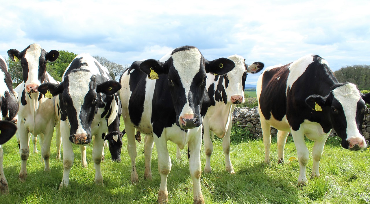 Las entregas a industria y el precio al ganadero de la leche de vaca bajaron en febrero
