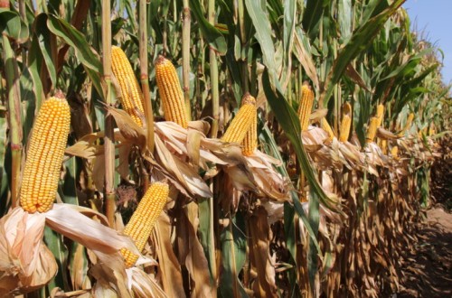 Nuevas variedades de maíz para grano de los ciclos 600 y 700
