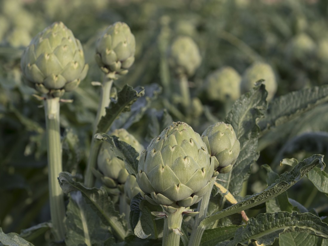 La alcachofa Green Queen F1 de Basf reduce el desperdicio alimentario en el lineal