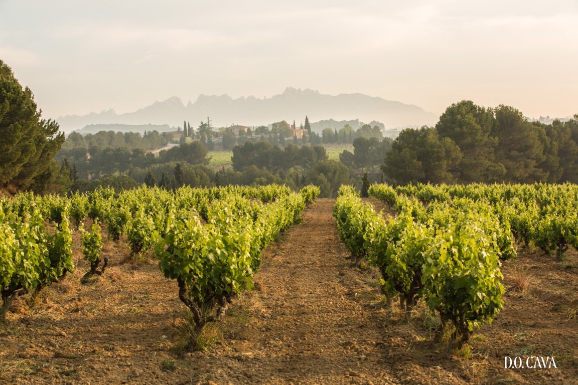 Webinar de la DOP: el cava de mayor calidad será 100% ecológico en 2025